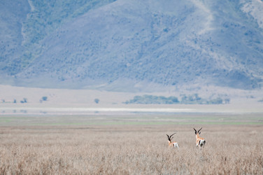 Similar image 7736946