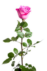 Similar image 7754335