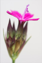 Similar image 7754483