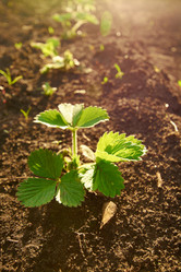 Similar image 7800288