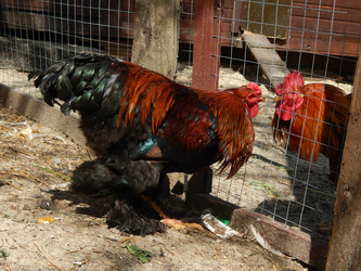 Similar image 7801996