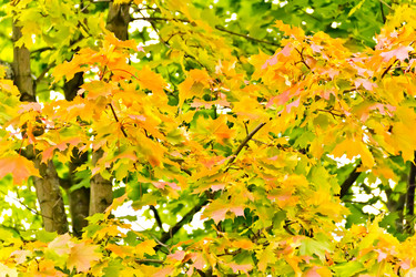 Similar image 7802100