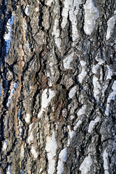 Similar image 7817331