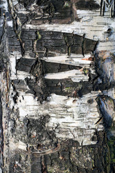 Similar image 7817332