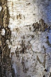 Similar image 7817339