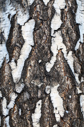 Similar image 7817446