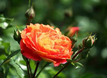 Similar image 7820489