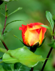 Similar image 7820491