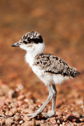 Similar image 7820561