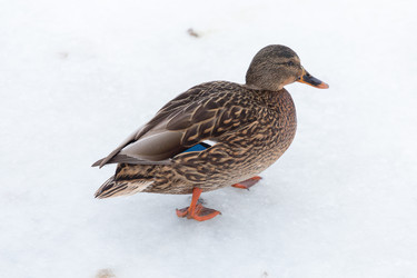 Similar image 7825322