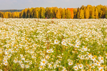 Similar image 7829412