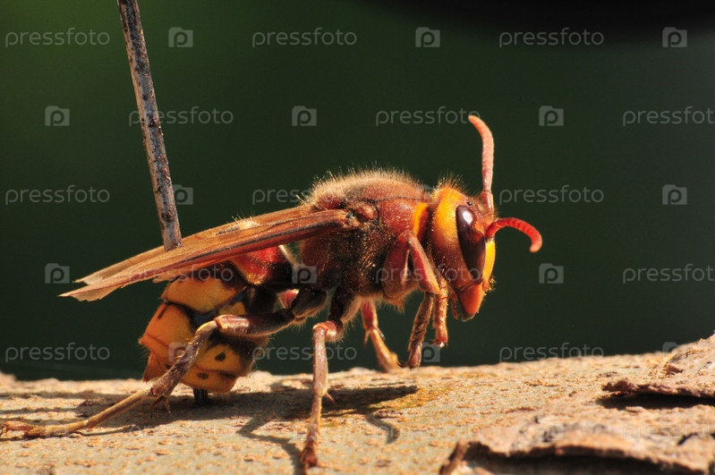 Фотография на тему Шершень | PressFoto