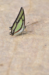 Similar image 7841697