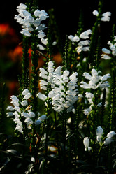 Similar image 7843317