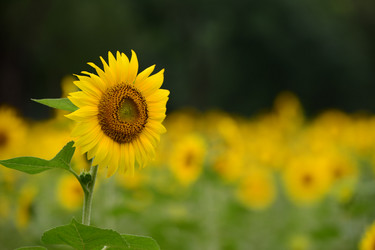 Similar image 7843319