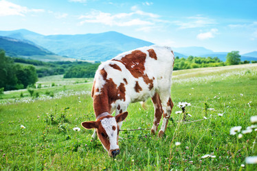 Similar image 7862926