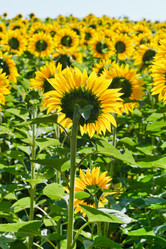 Similar image 7865487