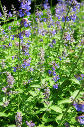 Similar image 7867333