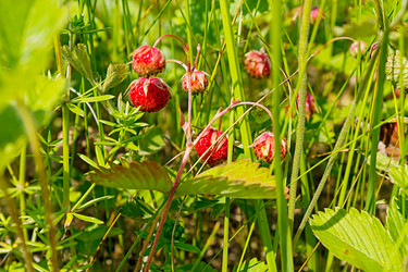 Similar image 7870482