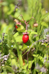 Similar image 7871031