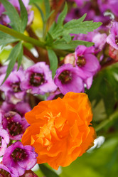 Similar image 7872018