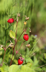 Similar image 7886711