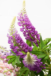 Similar image 7907986