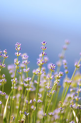 Similar image 7910009