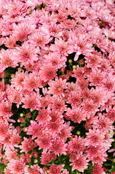 Similar image 7910717