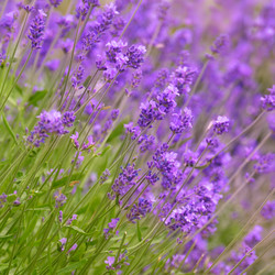 Similar image 7950049