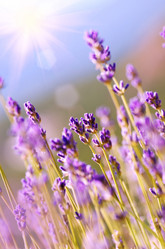 Similar image 7952747