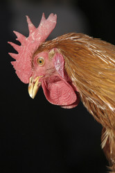 Similar image 7953923