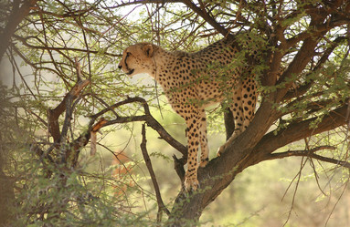 Similar image 7954293