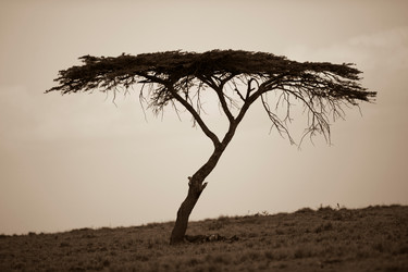 Similar image 7954305