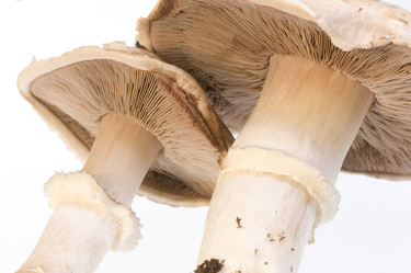 Similar image 7954542