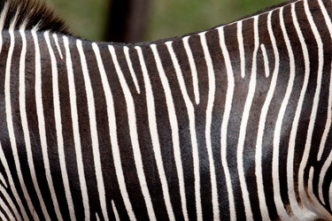 Similar image 7954545