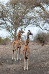 Similar image 7963322