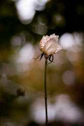 Similar image 7968300