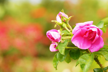 Similar image 7969248