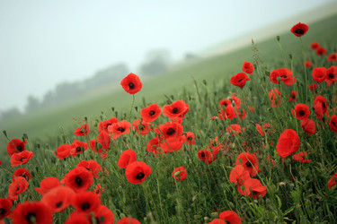 Similar image 7971719