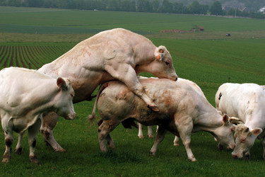 Similar image 7972035