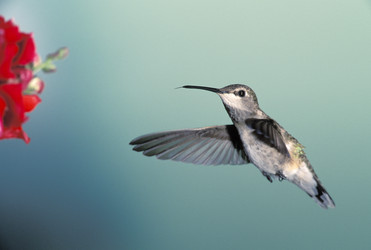 Similar image 7972114