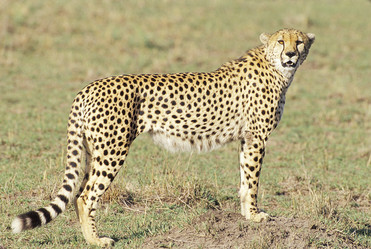 Similar image 7972217