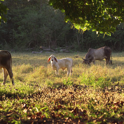 Similar image 7972269