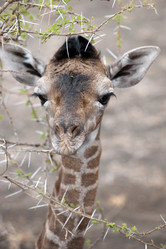 Similar image 7975018