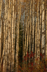 Similar image 7975027