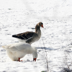 Similar image 7975449