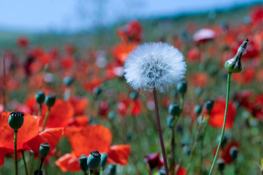 Similar image 7975915