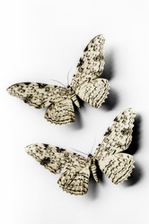 Similar image 7976215