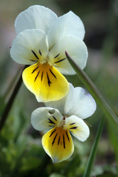 Similar image 7976226